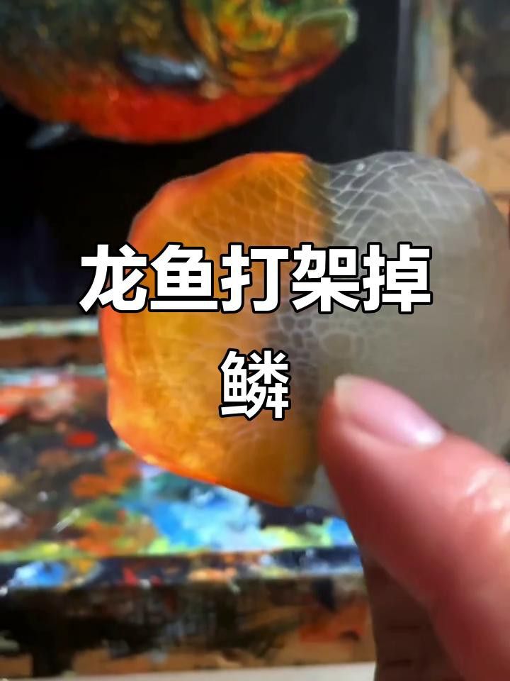 雙龍混養需要哪些食物