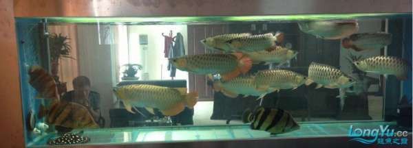 雙龍混養需要哪些食物