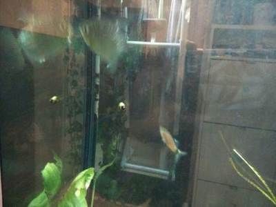 銀版魚繁殖后護(hù)理要點(diǎn)：-銀版魚繁殖后護(hù)理要點(diǎn)：銀版魚繁殖后護(hù)理要點(diǎn)