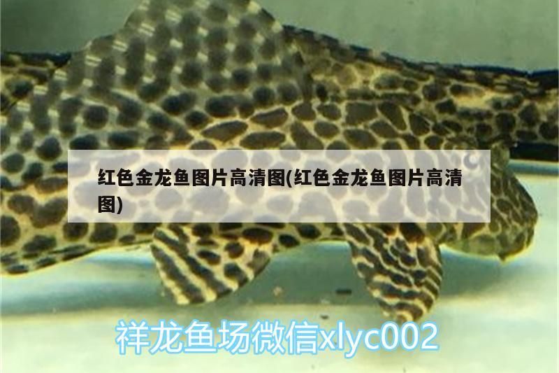 金龍魚(yú)混養(yǎng)什么魚(yú)好看又好養(yǎng)：金龍魚(yú)適合和什么魚(yú)一起養(yǎng) 金龍魚(yú)混養(yǎng)什么魚(yú)好看又好養(yǎng)：金龍魚(yú)適合和什么魚(yú)一起養(yǎng) 龍魚(yú)百科 第2張