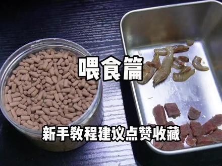 七彩雷龍魚喂什么食物