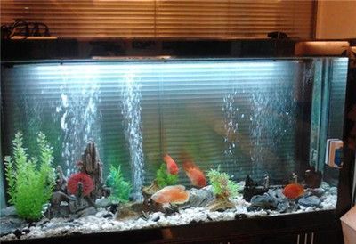 魚缸正對門口擺放好嗎圖片，魚缸擺放風水禁忌詳解魚缸擺放風水禁忌詳解魚缸催財效果