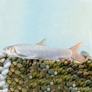 白龍魚好養嗎：白龍魚的飼養難度取決于多個因素