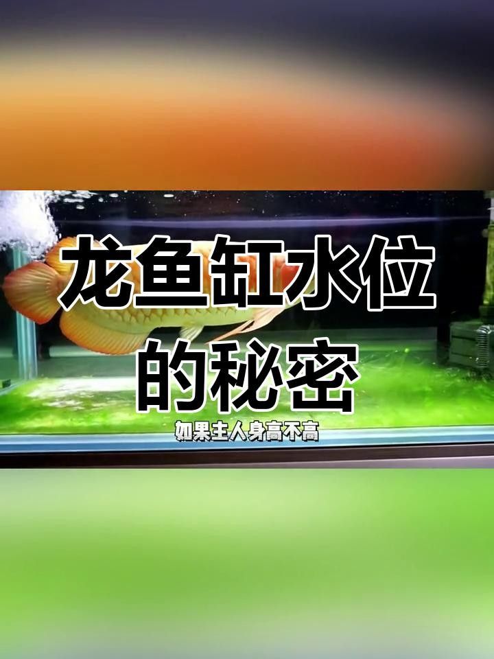 龍魚缸的最佳水位是多少？