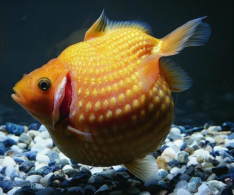 金魚返祖是什么意思