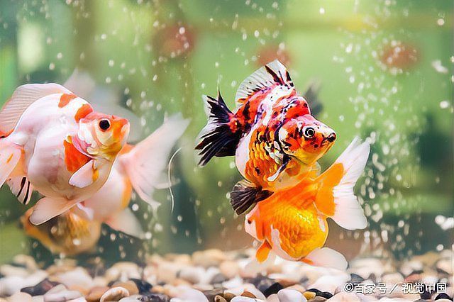 金魚返祖是什么意思