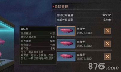 超血紅龍多少錢一條：血紅龍魚的價格和飼養注意事項