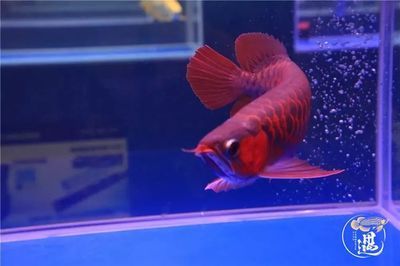 龍魚發色燈正確位置圖片視頻教程大全：三基色燈與led燈對比,龍魚燈光布置圖解教程,如何判斷燈光是否衰減