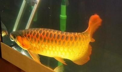 龍魚發色燈正確位置圖片視頻教程大全：三基色燈與led燈對比,龍魚燈光布置圖解教程,如何判斷燈光是否衰減