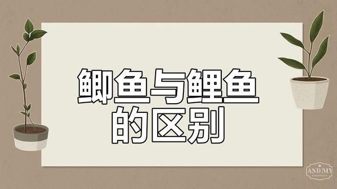 鯉魚和鯽魚區(qū)別