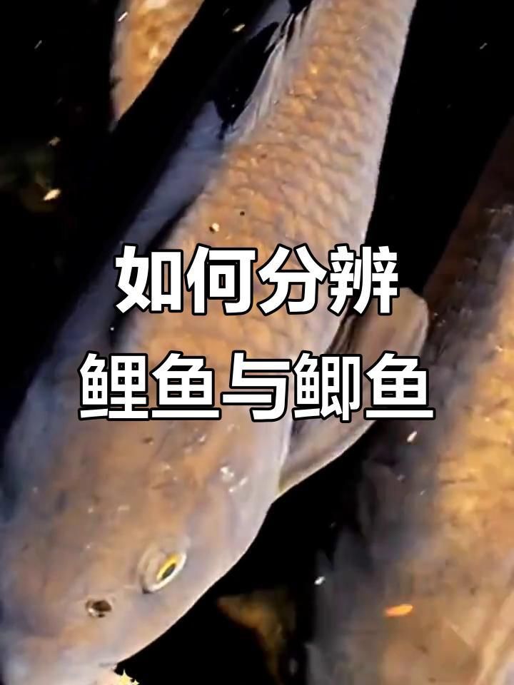 鯉魚和鯽魚區(qū)別