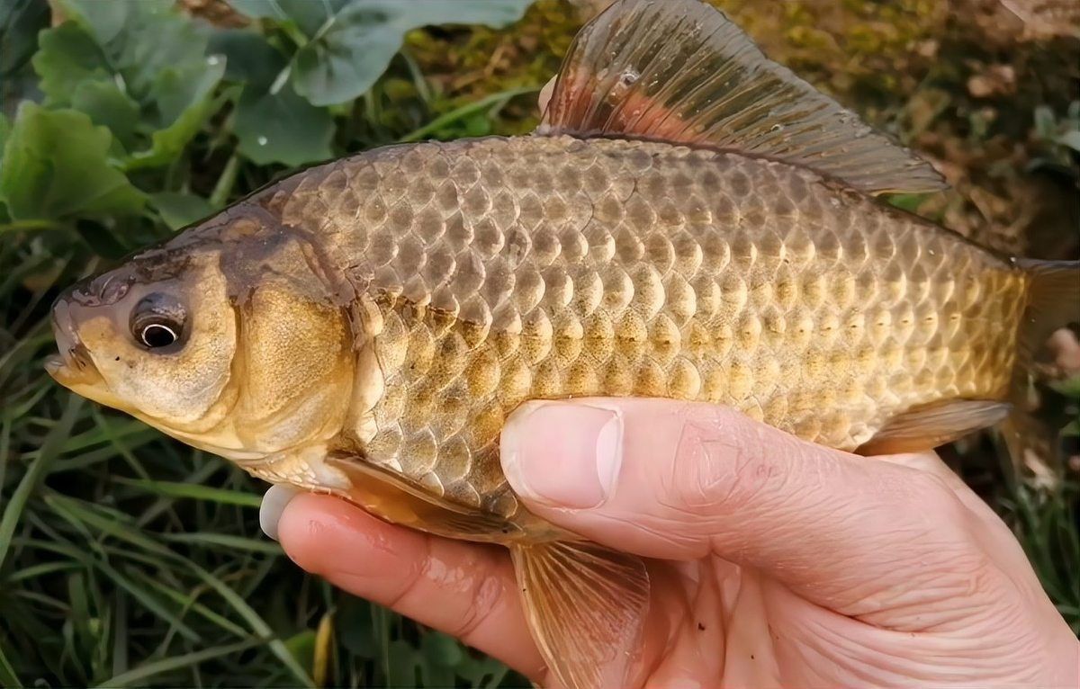 鯉魚和鯽魚區(qū)別