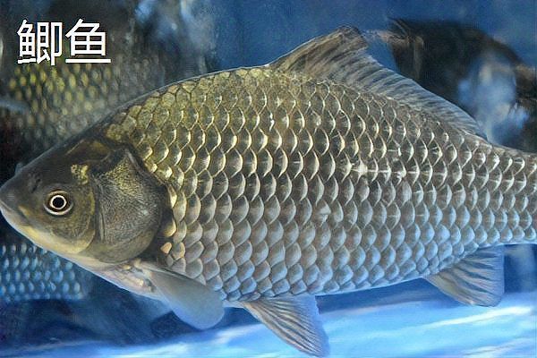 鯉魚和鯽魚區(qū)別