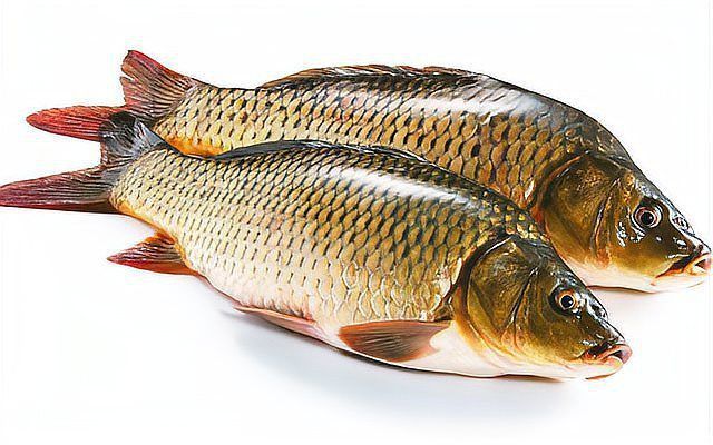 鯉魚和鯽魚區(qū)別