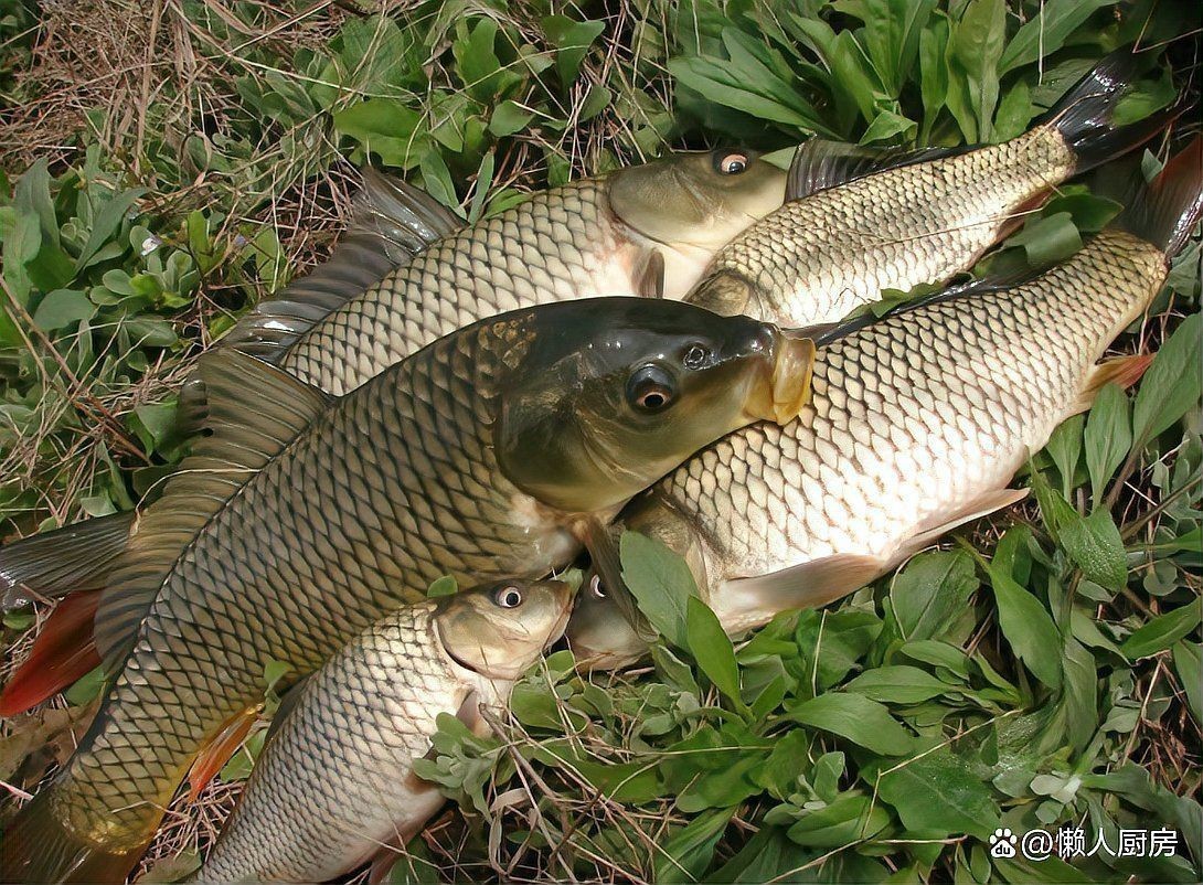鯉魚和鯽魚區(qū)別