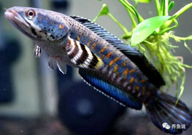 雷龍魚吃黃粉蟲嗎