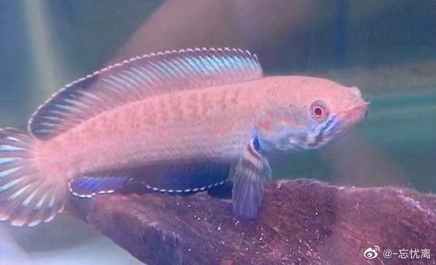 雷龍魚吃黃粉蟲嗎