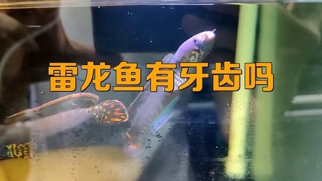 雷龍魚有牙嗎？