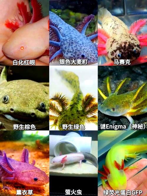 六角恐龍魚圖片大全大圖視頻