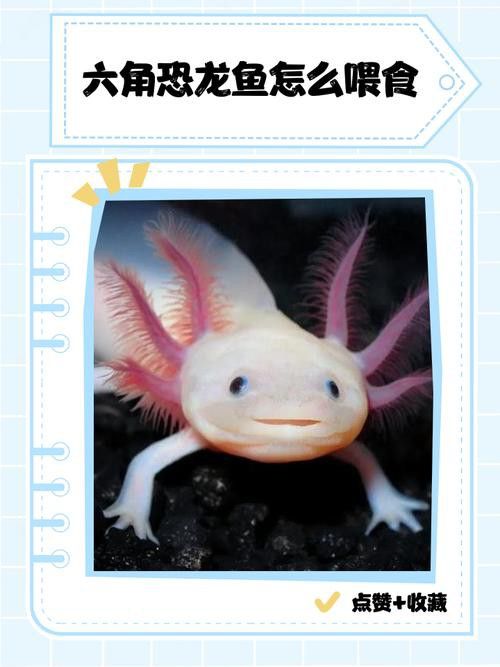 六角恐龍魚圖片大全大圖視頻