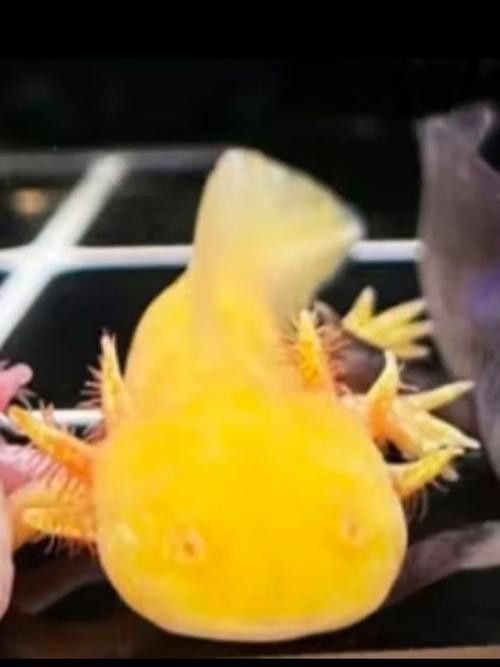 六角恐龍魚圖片大全大圖視頻