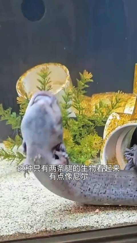 六角恐龍魚圖片大全大圖視頻