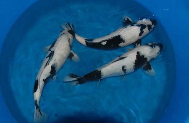 龍魚吃食狀態(tài)不好：龍魚吃食狀態(tài)不佳怎么辦