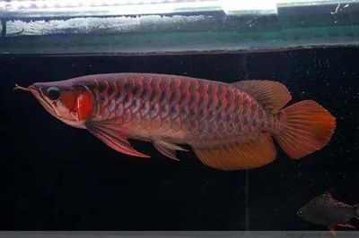 龍魚身型怎么培養出來