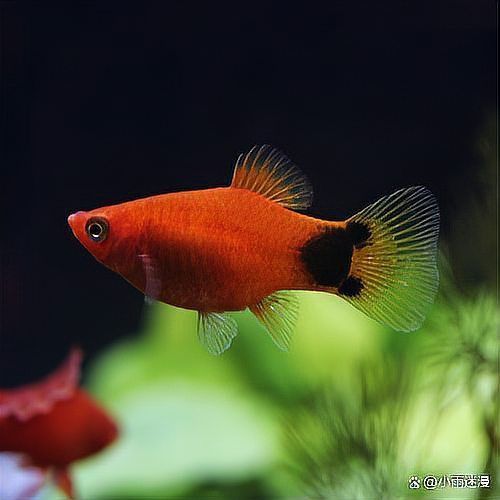 米奇魚最怕三個東西