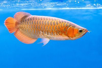 龍魚電腦壁紙：動(dòng)漫風(fēng)格龍魚壁紙欣賞龍魚電腦壁紙分辨率選擇指南