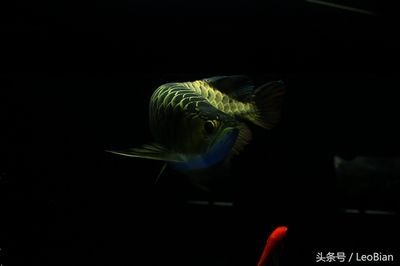 龍魚電腦壁紙：動(dòng)漫風(fēng)格龍魚壁紙欣賞龍魚電腦壁紙分辨率選擇指南