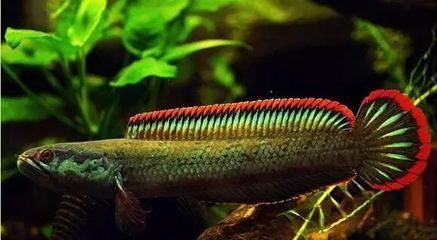 國產雷龍魚品種（國產雷龍魚品種及其特點，雷龍魚飼養技巧，）