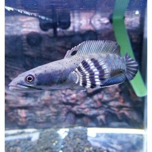 國產雷龍魚品種（國產雷龍魚品種及其特點，雷龍魚飼養技巧，）