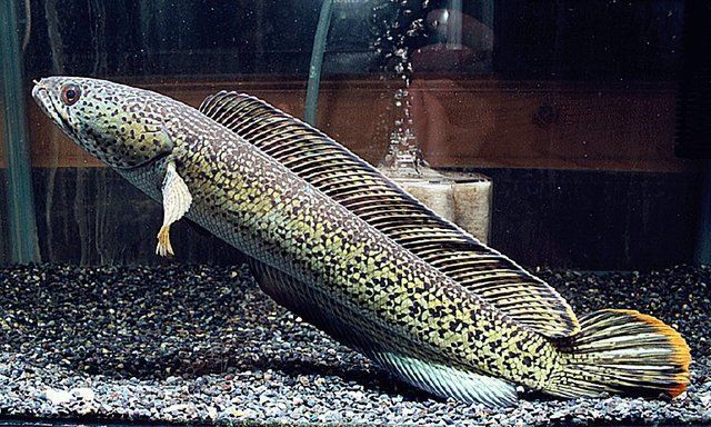 國產雷龍魚品種（國產雷龍魚品種及其特點，雷龍魚飼養技巧，）