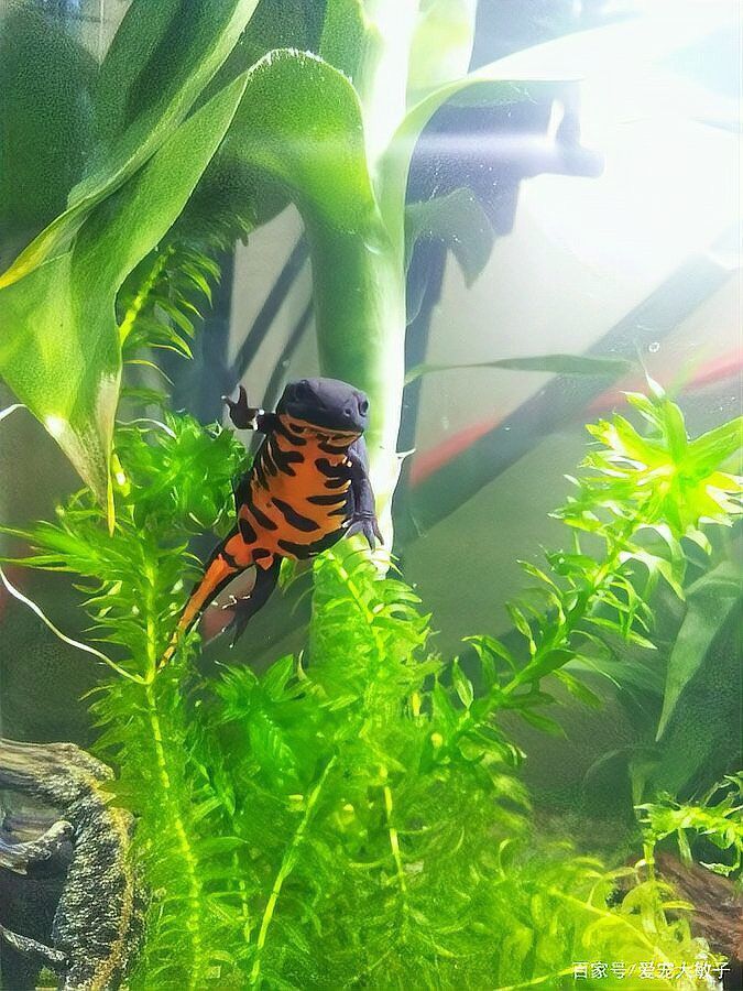 火龍魚可以放魚缸里嗎