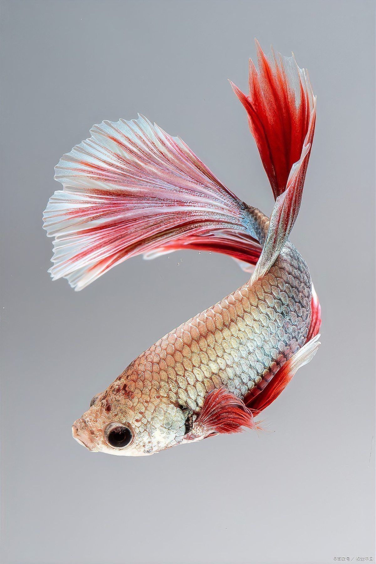 火龍魚可以放魚缸里嗎