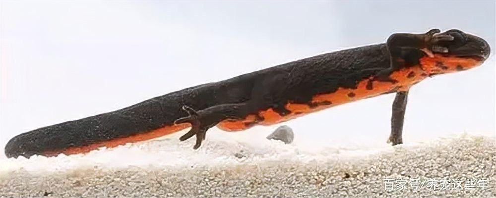 火龍魚可以放魚缸里嗎