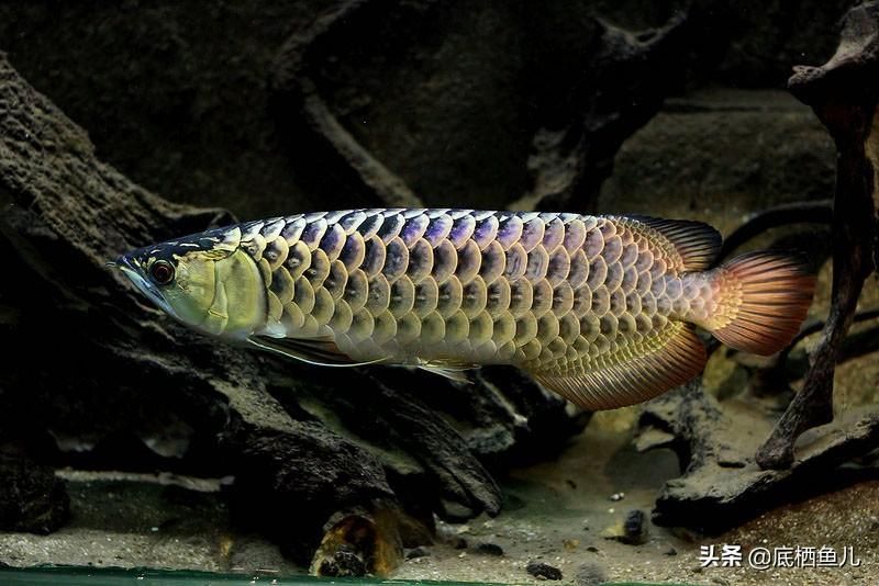 骨舌魚龍魚：骨舌魚和龍魚在日常生活中經(jīng)常被混淆使用，但它們是兩個不同的概念