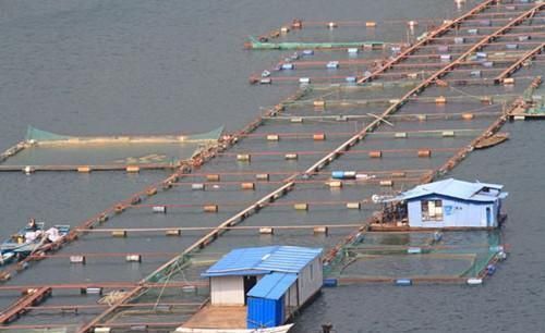 龍魚飼料保存不當的影響：龍魚飼料保存不當可能導致龍魚飼料的質量和營養價值