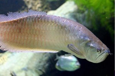 養銀龍魚怎么困水（銀龍魚養殖需要注意水質的處理，其中“困水”是重要的步驟）