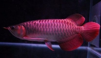 養銀龍魚怎么困水（銀龍魚養殖需要注意水質的處理，其中“困水”是重要的步驟）