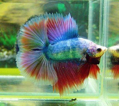 60公分龍魚換新環(huán)境能活嗎：60公分長(zhǎng)的龍魚與薩伊藍(lán)魚可以混養(yǎng)嗎，需要滿足哪些條件