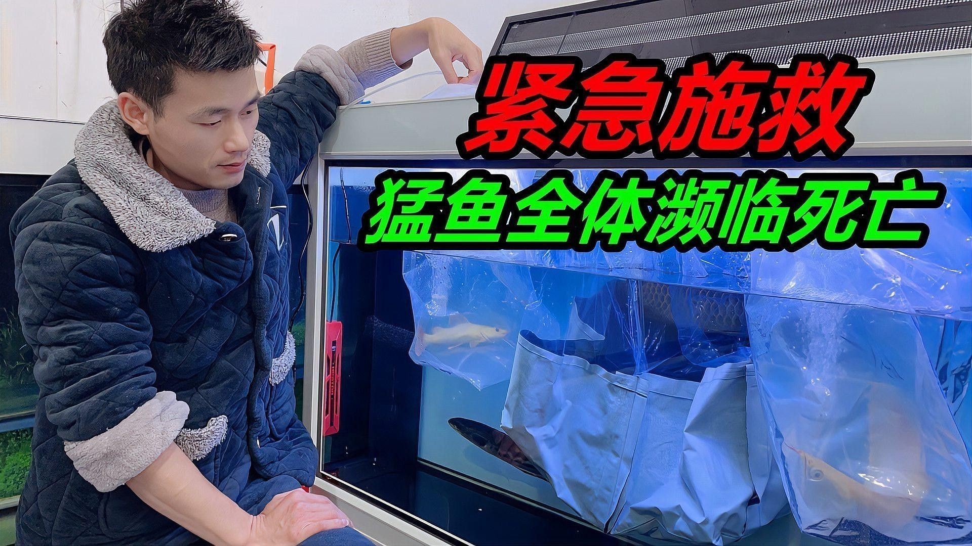 龍魚缸沒電多久會死魚