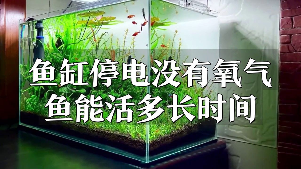 龍魚缸沒電多久會死魚