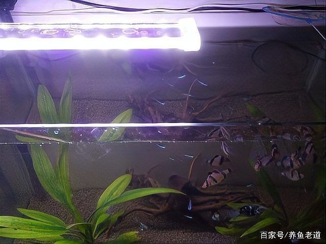 龍魚缸沒電多久會死魚