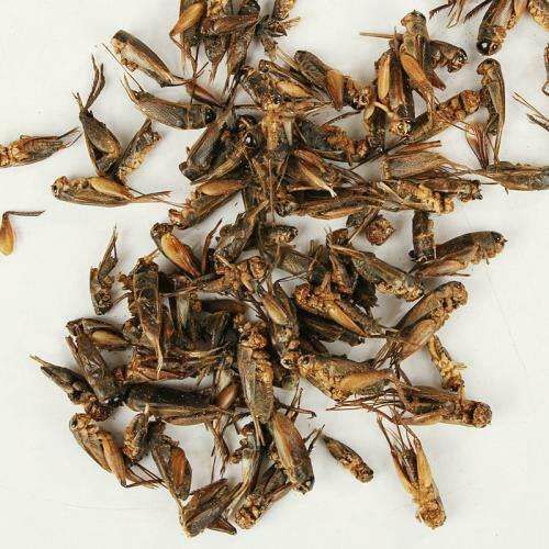 金龍魚吃蟋蟀的好處：金龍魚吃蟋蟀有什么好處360問答