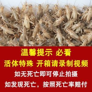 金龍魚吃蟋蟀的好處：金龍魚吃蟋蟀有什么好處360問答