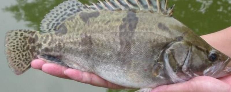福魟魟魚適宜水溫范圍，