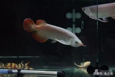 龍魚怎么喂養(yǎng)技巧和方法：龍魚喂養(yǎng)技巧