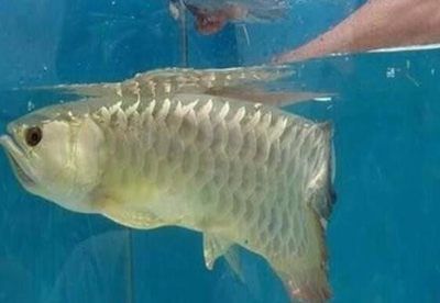 金龍魚受驚嚇不吃食怎么辦，金龍魚受驚嚇不吃怎么辦：金龍魚受驚嚇不吃食怎么辦，